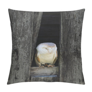 Personality  Barn Owl Peeping Out Of The Wooden Barn Pillow Covers