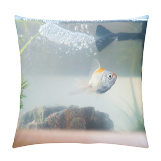 Personality  Goldfish In The Aquarium At Home. Aquarium Filer, Rock And Plants In The Background Pillow Covers