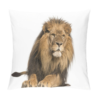 Personality  Front View Of A Lion Lying, Panthera Leo, 10 Years Old, Isolated Pillow Covers