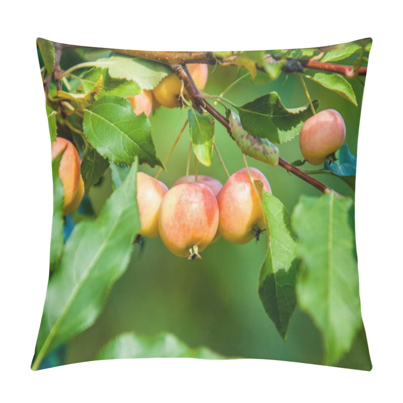 Personality  Crabapple And Wild Apple. Malus  Is A Genus Of About  Species Of Small Deciduous Apple Trees Or Shrubs In The Family Rosaceae Pillow Covers