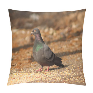 Personality  Pigeon Standing On The Grains And Eating Pillow Covers