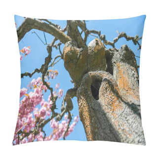 Personality  Low Angle View Of Sakura Tree With Pink Flowers On Branches Against Cloudless Blue Sky Pillow Covers