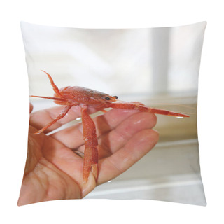 Personality  Pelagic Red Crab. Red Pelagic Crab. Pleuroncodes Planipes. A Marine Biologist Or Veterinarian Holds And Examines A Live Red Crab In A Laboratory. Small Red Tuna Crab. Marine Biology. Crab. Marine Life. Live Animal.  Pillow Covers