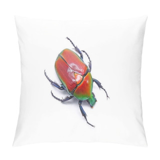 Personality  Flower Beetles : Scarlet Red Flower Beetle (Torynorrhina Flammea) Selective Focus, Isolated On White Background Pillow Covers