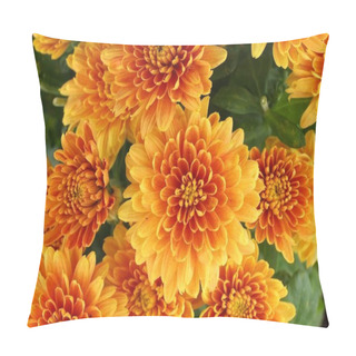 Personality  Orange Chrysanthemum Flowers. Chrysanthemums Close-up. Pillow Covers