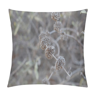 Personality  Grey Empty Bracts Previously Housing Dehiscent Nutlet Fruit Of Black Sage, Salvia Mellifera, Lamiaceae, Native Perfectly Hermaphroditic Semideciduous Shrub In Temescal Gateway Park, Santa Monica Mountains, Transverse Ranges, Winter. Pillow Covers