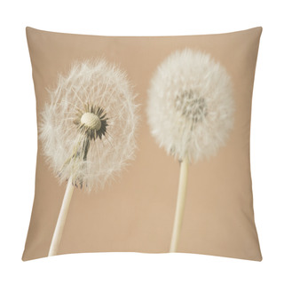 Personality  Dandelion Flowers Pillow Covers