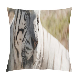 Personality  Panoramic Shot Of White Tiger Lying Outside In Zoo  Pillow Covers