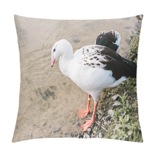 Personality  High Angle View Of Andean Goose Standing On Coast Near Water At Zoo Pillow Covers