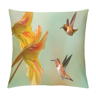 Personality  Rufous Hummingbirds Pillow Covers