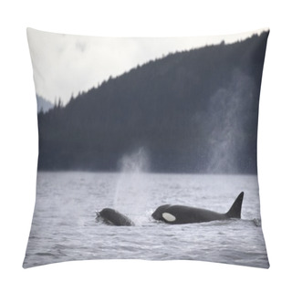 Personality  Killer Whales Pillow Covers