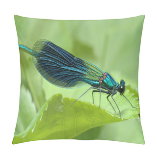 Personality  Dragonfly Calopteryx Splendens Pillow Covers