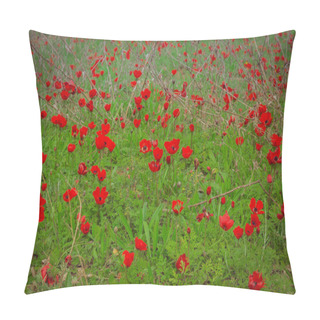 Personality  Close-up View Of Beautiful Wild Poppy Flowers Pillow Covers