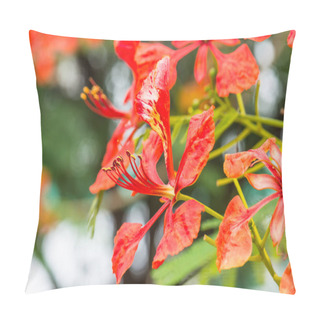 Personality  Peacock Flowers On Tree, Thailand Pillow Covers