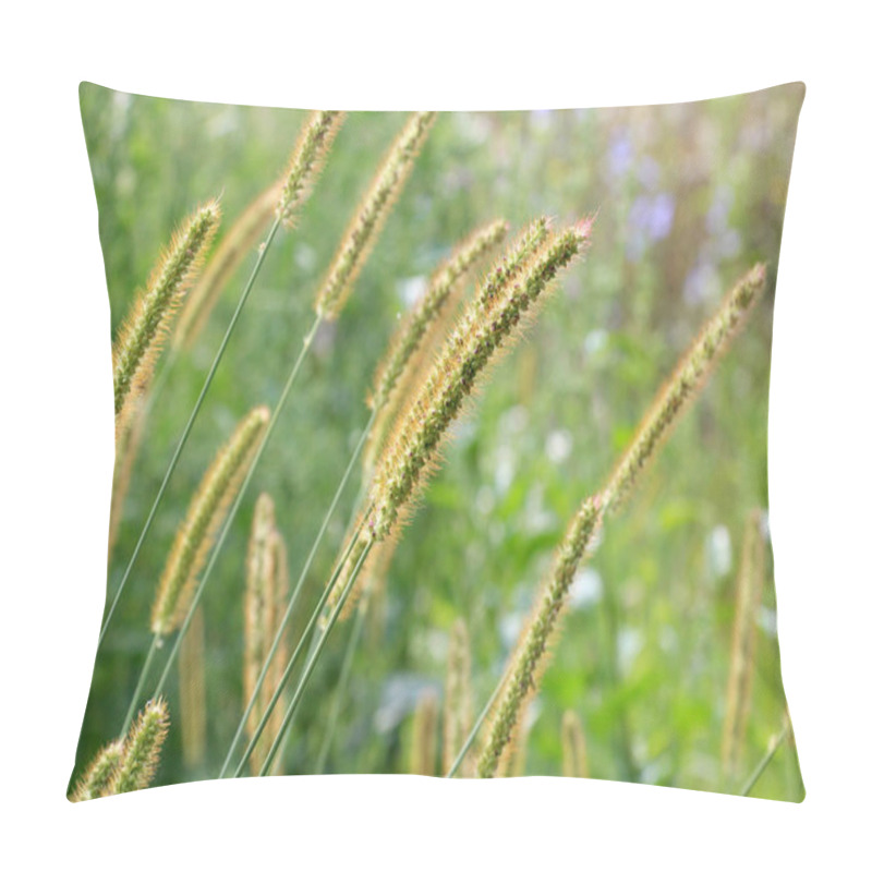 Personality  Setaria Grows In The Field In Nature. Pillow Covers