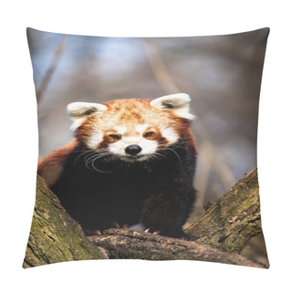 Personality  Red Panda (Ailurus Fulgens) Sitting In A Tree At A Zoo.  Pillow Covers