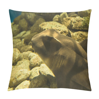 Personality  Port Jackson Shark Pillow Covers