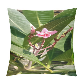 Personality  Beautiful Pink Purine Flowers Blooming In The Garden  Pillow Covers