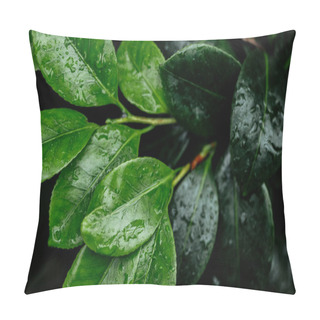 Personality  Close Up View Of Wet Dark And Light Green Natural Leaves On Tree Branches Pillow Covers