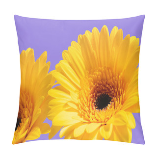Personality  Two Bright Fresh Gerbera Flowers On A Purple Background. Very Peri Background. Sunny Summer Light. Pillow Covers