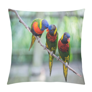 Personality  Beautiful Birds Parrots  In Zoo On Background,close Up Pillow Covers