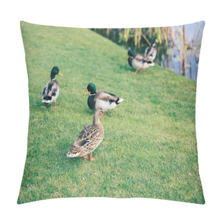 Personality  Domestic Ducks On Green Grass Pillow Covers