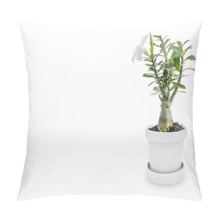 Personality  Desert Rose On Vase Isolated On White Background Pillow Covers