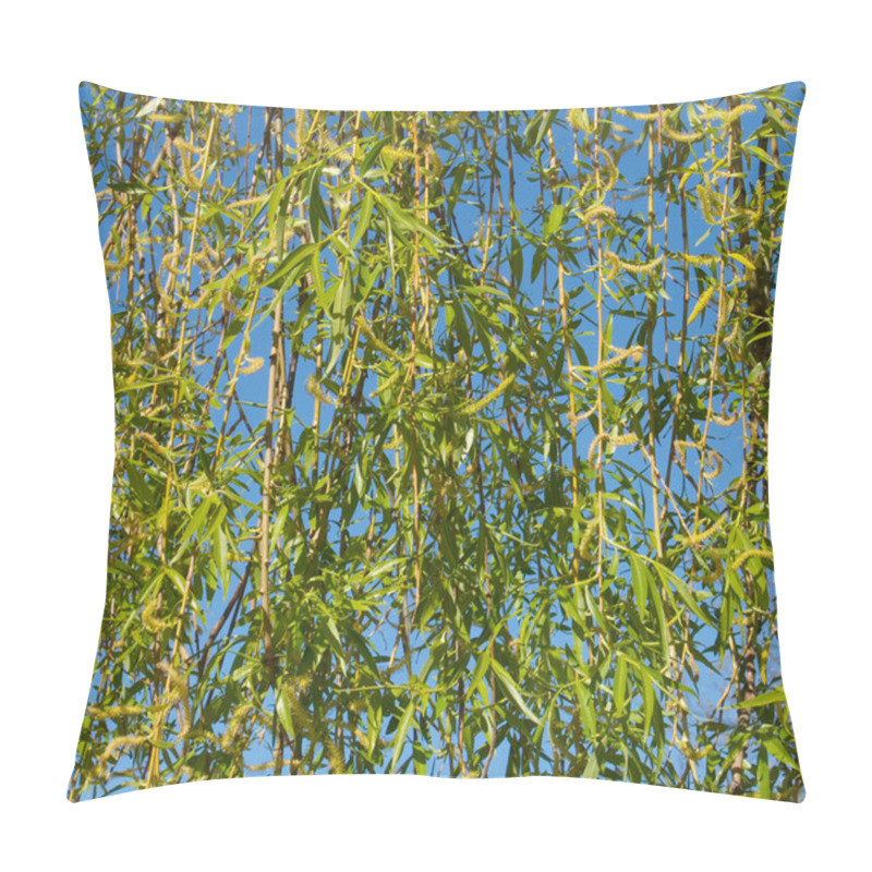 Personality  Pussy-willow background pillow covers