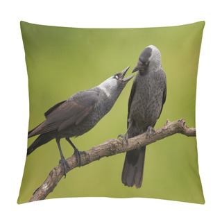 Personality  Close Up Pair Black And Grey Birds From Crow Family,Corvus Monedula,Western Jackdaw, Perched On Diagonal Branch.Male Is Looking Directly Into Opened Female's Beak,funny Scene. Green Blurry Background. Pillow Covers