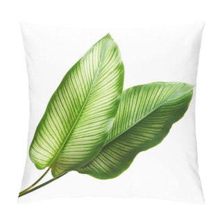 Personality  Calathea Ornata (Pin-stripe Calathea) Leaves, Tropical Foliage Isolated On White Background, With Clipping Path Pillow Covers
