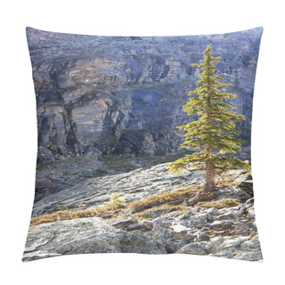 Personality  Backlit Pine Tree, Opabin Plateau, Yoho National Park, Canada Pillow Covers