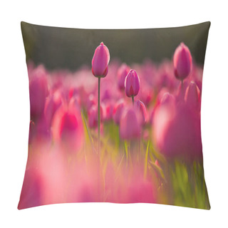 Personality  Colorful Field Of Tulips, Netherlands. Keukenhof Park, Holland. Pillow Covers