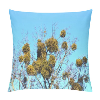 Personality  The Photo Shows A White Mistletoe, Shrub, Semi-parasite, Which Grows On Trees. Pillow Covers