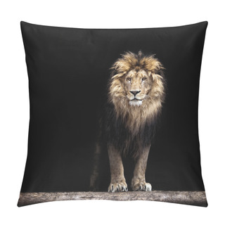 Personality  Portrait Of A Beautiful Lion, Lion In The Dark Pillow Covers