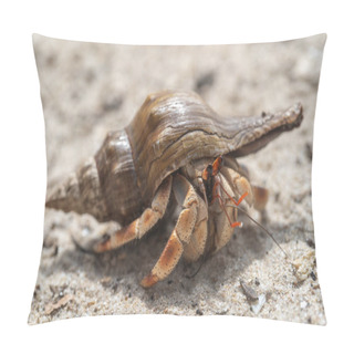 Personality  Hermit Crab On The Sandy Beach On The Island Of Zanzibar, Tanzania, East Africa. Cancer Hermit Close Up Pillow Covers