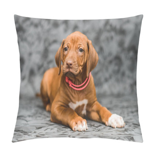 Personality  Cute Rhodesian Ridgeback Puppy Dog Lyiing On Grey Floral Background Pillow Covers