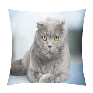 Personality  British Shorthair Cat On Background Pillow Covers