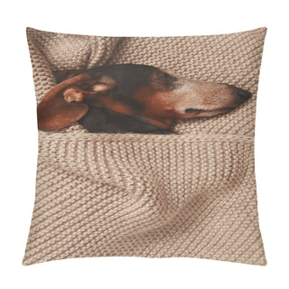 Personality  The Dachshund Dog Is Lying Under A Knitted Blanket Pillow Covers