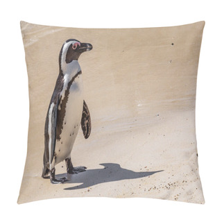 Personality  An African Penguin Standing On The Sandy Beach Near Simon's Town, Along The Cape Peninsula, South Africa Pillow Covers