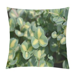 Personality  Variegated October Stonecrop Leaves - Latin Name - Hylotelephium Sieboldii Variegata Pillow Covers