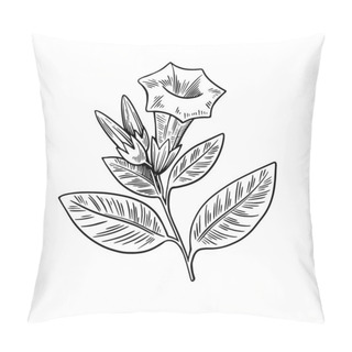 Personality  Poisonous Plant Datura Isolated On White Background. Hand Drawn Vector Illustration In Engraving Style. Pillow Covers