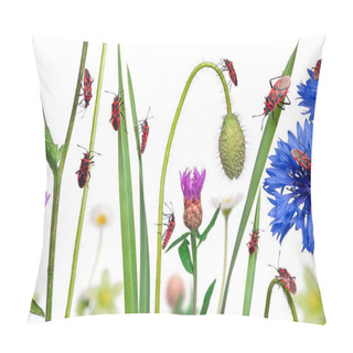 Personality  Collage Of Scentless Plant Bugs, Corizus Hyoscyami, On Flowers, Pillow Covers