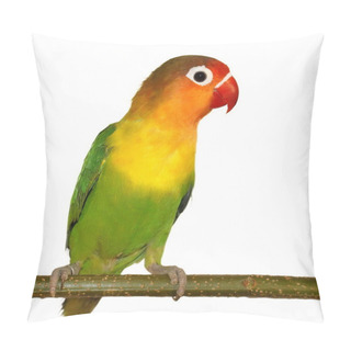 Personality  Lovebird Isolated On White Agapornis Fischeri Pillow Covers
