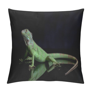 Personality  Juvenile Green Iguana (Iguana Iguana) Isolated On Black Background Pillow Covers