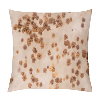 Personality  Bread Mold Fungi Under The Microscope For Education. Pillow Covers