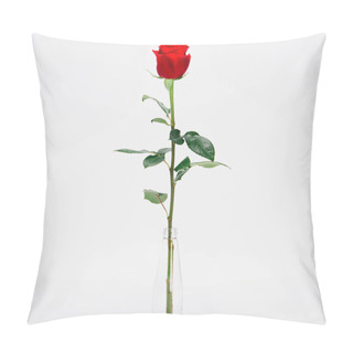 Personality  Close-up View Of Beautiful Blooming Rose Flower In Glass Jar Isolated On White  Pillow Covers