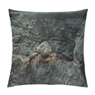 Personality  Cute Iguana Sitting On Textured Rock And Looking At Camera Pillow Covers
