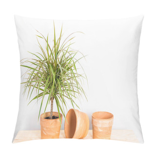 Personality  Madagascar Dragon Tree In A Clay Pot Pillow Covers