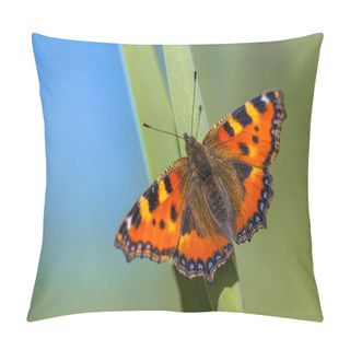 Personality  Alerted Small Tortoiseshell  Pillow Covers