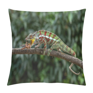 Personality  Panther Chameleon - Furcifer Pardalis, Beautiful Colored Lizard Endemic To Madagascar Bushes And Rainforest. Pillow Covers